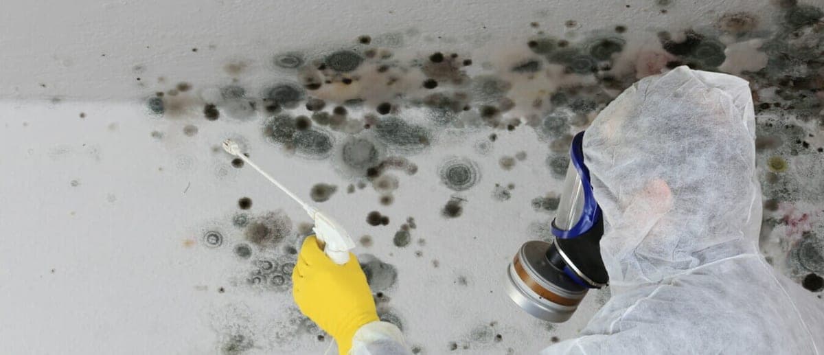 Mould Remediation
